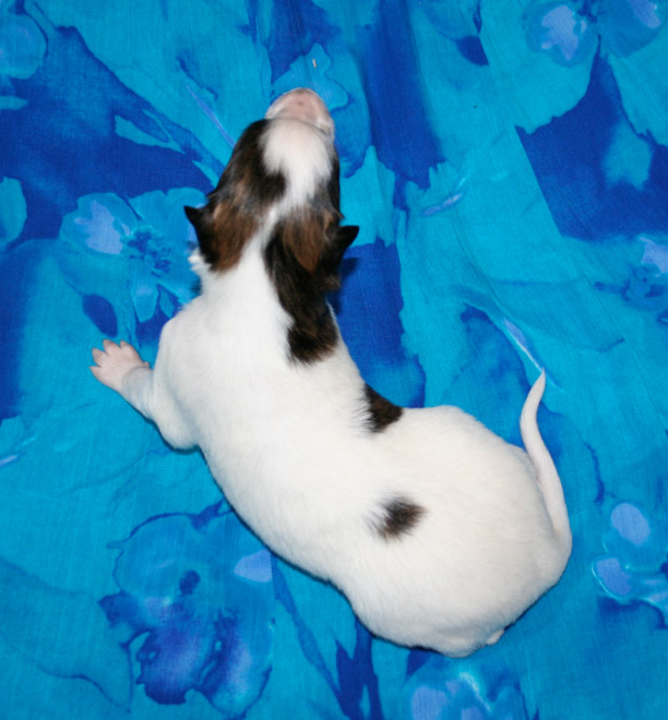 Surf Spots - Boy 1 Top